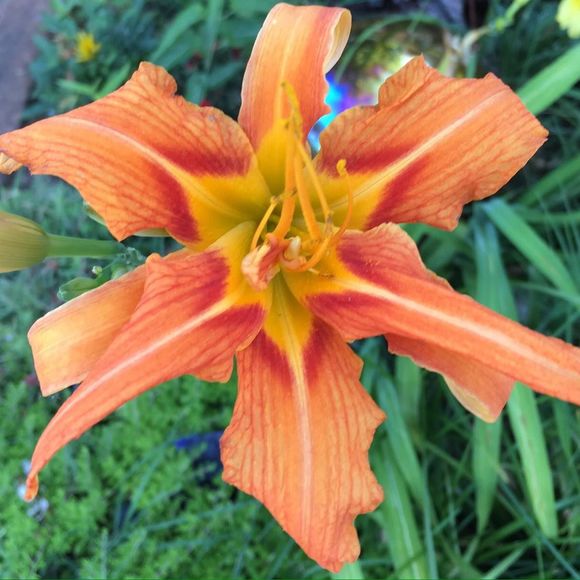 Meet your Posher, Pam - Picture 1 of 1